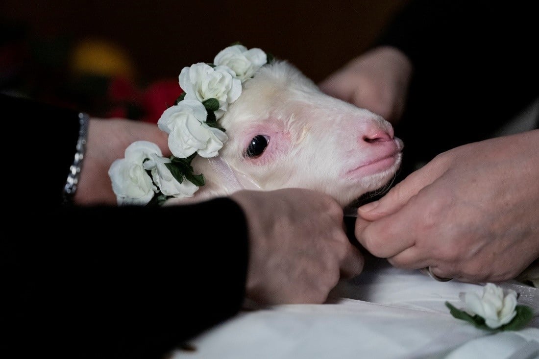 Tanrı’nın kuzusuna kim kıyabilir?