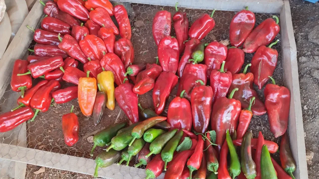 Kale Biberine rakip: Beyağaç Biberi!
